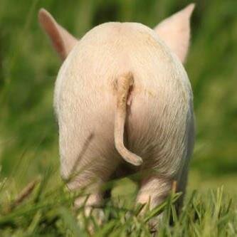 MEisTee's profile picture. 