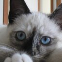 Joan Flint - @jflint4 - Twitter