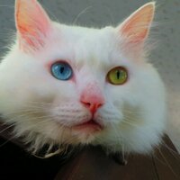 ねこ&パシャ ~猫と写真機〜 (@lumix_catcamera) 's Twitter Profile