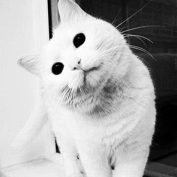 KotKley's profile picture. Кот Ахуенный. Один. Жрать хочу
#накормикота