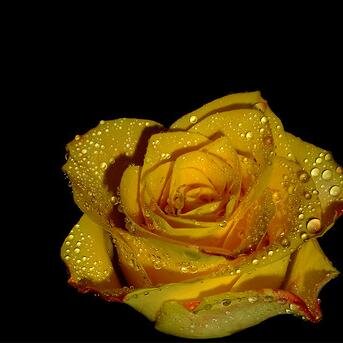 Selm4Martinez's profile picture. yst ,  Working ; My hobby. Typical twitter ninja