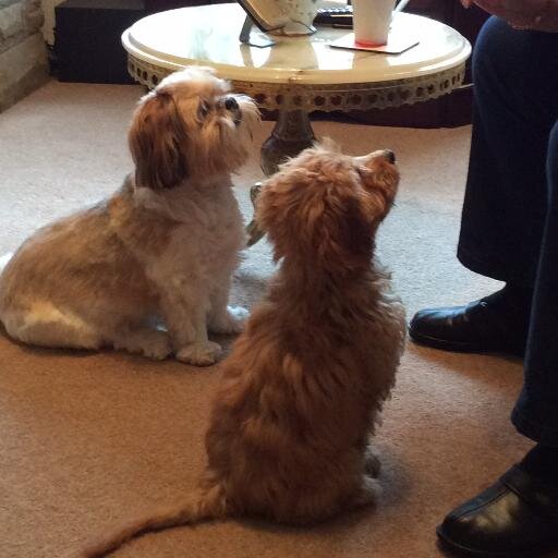 Ex WRNS Dental Nurse, Ex Ambulance Service. Love animals, especialy my dogs. Like interesting people.