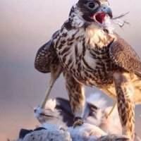 عبدالله الرقده (@zxca11225566) 's Twitter Profile