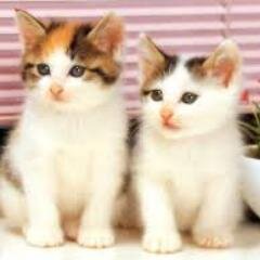 this is so coool  !!! Hi everyone...