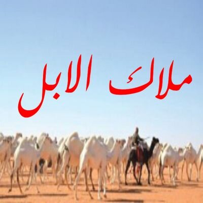 حساب ملاك الابل يقوم بعرض كل الوان الابل و تغطية شامله على اخبار الابل و ملاكها