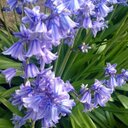 alison forster - @aforster3 - Twitter