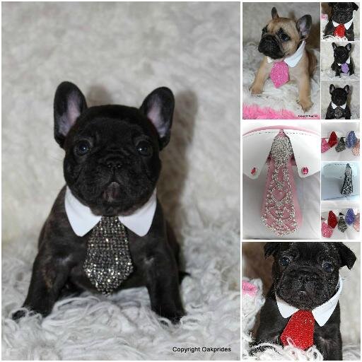 Doggydoodah's profile picture. made to measure dog collars and leads made from leather using swarovski crystals and man made diamonds and sapphires on gold plate unique sets for unique dogs