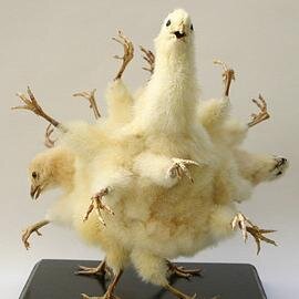 Maker of crazy chicken taxidermies! I only work with male chickens, which are a byproduct of the egg industry.
