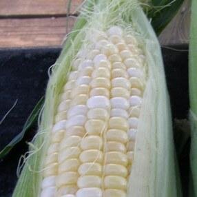 LingleyBros's profile picture. Vermilion County's best sweet corn - handpicked fresh daily throughout the summer from the sweet corn capital of the world