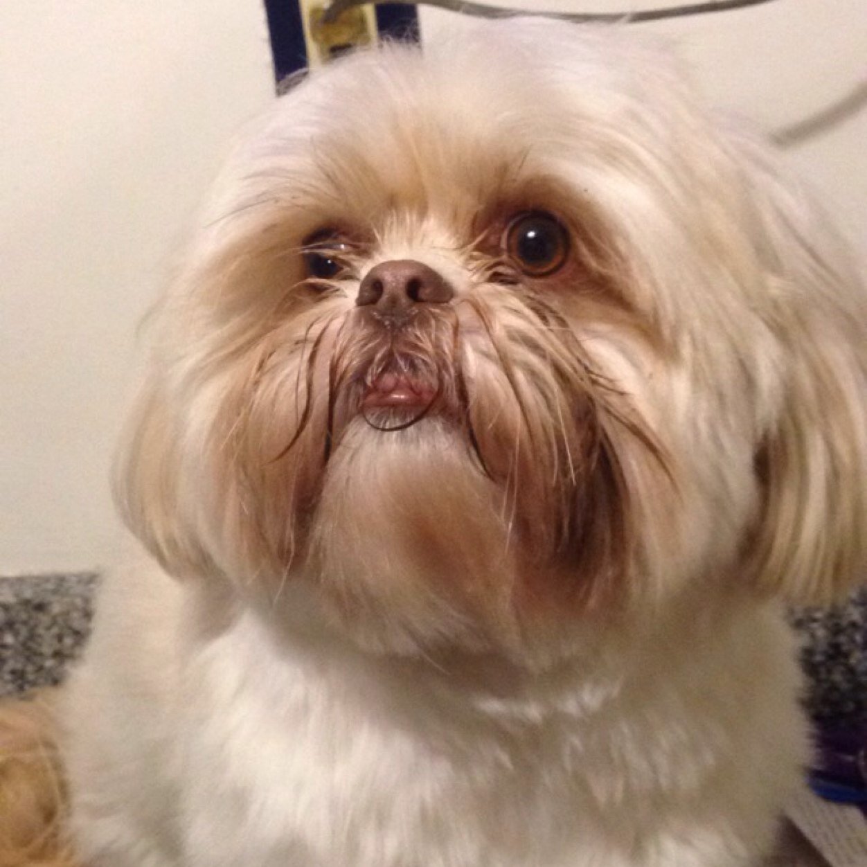 carlyvanwyk's profile picture. 