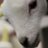 EricMarthaLambs's profile image