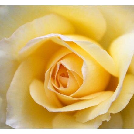 NataniaKeyes's profile picture. Internet trailblazer :Twitter ninja - Lifelong pop culture scholar  #  Extreme alcohol guru .