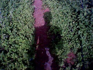 ayembonoalbert's profile picture. proud African