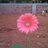 tweetpriyaa's profile image