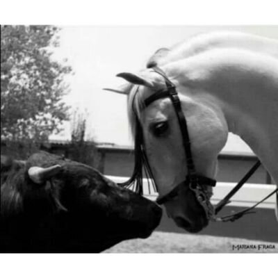torocaballocaza's profile picture. ❤ | TOROS | CABALLOS | CAZA | ❤
¡Gran pasión que llevamos en sangre!