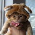 animal lover (@nabilathebila) Twitter profile photo
