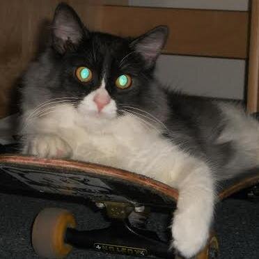 MeowKat_LA's profile picture. 