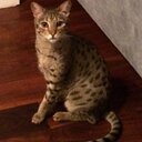 Barry Leake - @Maybearat - Twitter