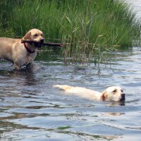 Dr. Mary Loesing (@mlloesing) 's Twitter Profile