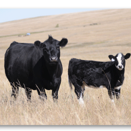 Griswold_cattle's profile picture. Focusing on quality!