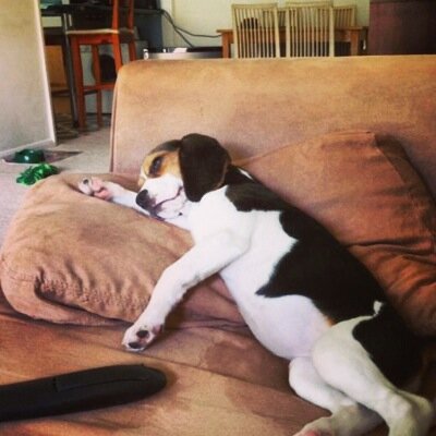 An insight into the world of Penny, a 13 week old Beagle who's only mission is to eat the world and everyone in it.