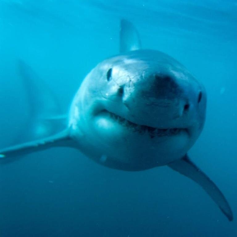 Student @ Greifswald - Biology; loves poetry, music and every kind of art. completely in love with sharks