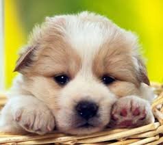 Cachorrinha da:@Lupita_Santinha, @anahibejos e da @Lolafernandesof ♥

Sou fofa e brincalhona