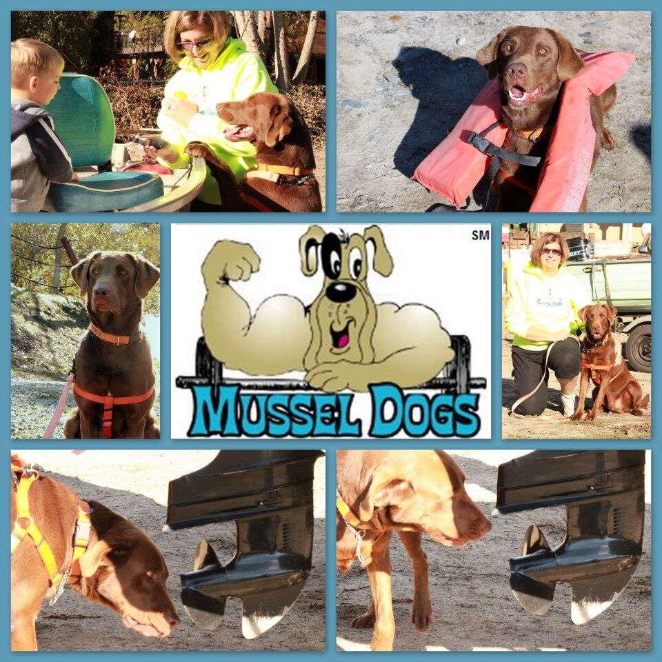 musseldogs Profile Picture