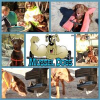 Mussel Dogs (@musseldogs) 's Twitter Profile