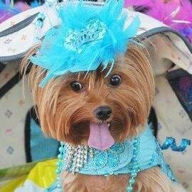 bellsbello1's profile picture. 