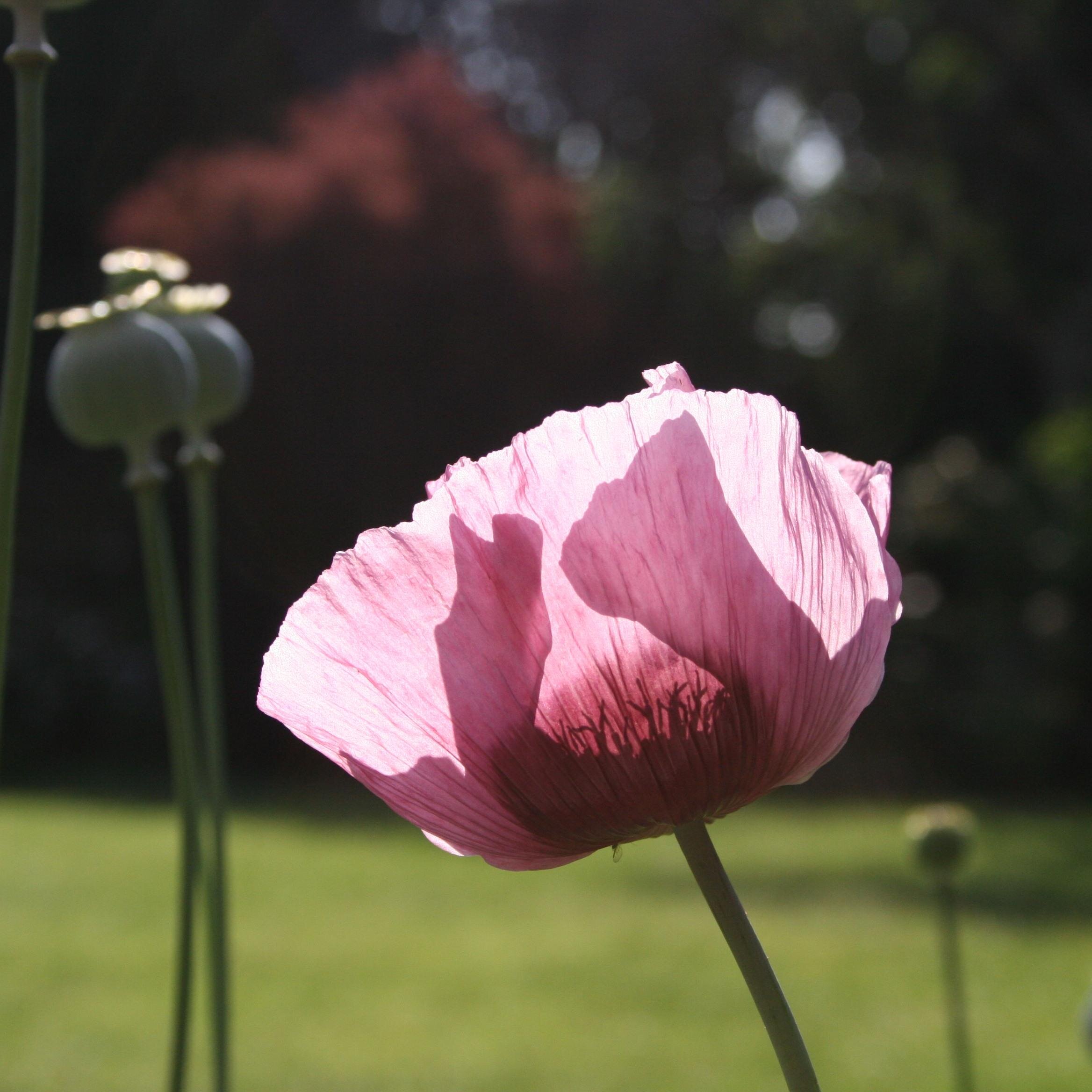 Horticulturist at Hardy's Plants Uk