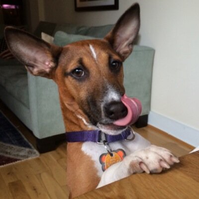 I am the greatest dog that ever lived. Cute puppy with a genius IQ. Cold hot dogs & long naps on the beach. I am a Basenji, hear me baroo!