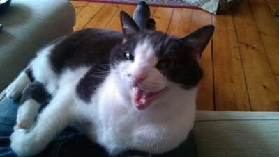 I am Henry Pussy-cat! / My whiskers fly.