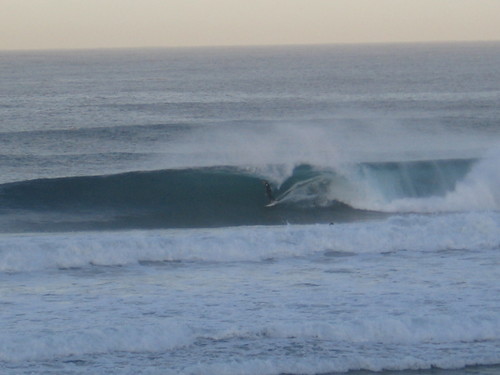 PooltimeHiggy's profile picture. CEO Pooltime-only when the surfs not good!