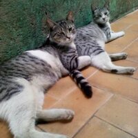 suleima K (@suleima_k) 's Twitter Profile