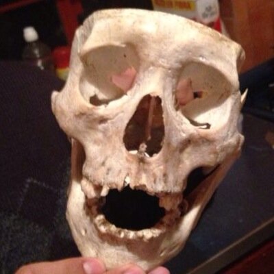 ODONTOLOGO EN FORMACION, POLITECNICO, PUMA, Y UN CHINGO DE COSAS MAS.