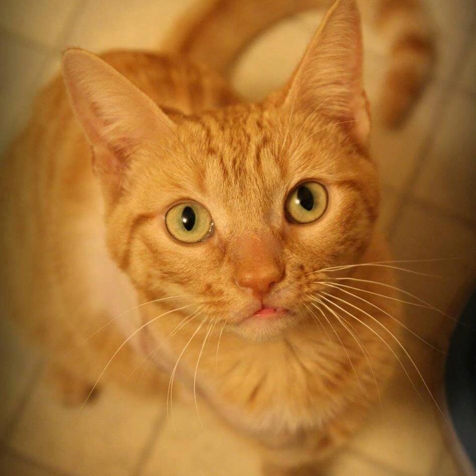 DallasCatLady's profile picture. Dallas Cat Lady Adoptions has been working since 2006 to find good homes for cats & kittens. Working w/local shelters we give cats &kittens a chance @ life!