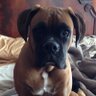 TothSue's profile picture. You can judge the  heart of a person by the way they treat animals, Boxer owner,RIP George,  RIP Rocky  4-17-24my best friend animal lover! Philly sports lover!