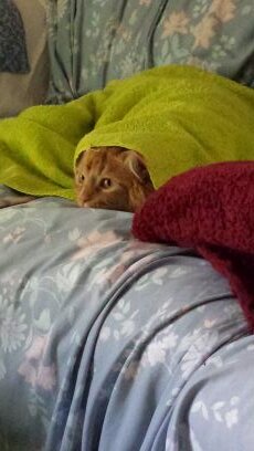 JoyousinHville's profile picture. 