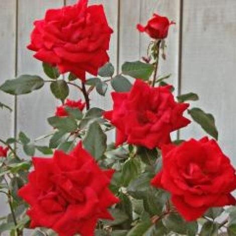 Pamela16112's profile picture. 