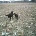 I am orig.from Illinois, now I call Indiana home. I have 2 wonderful black labs, I enjoy listening to all genres of music, going to the gym and doing Zumba.