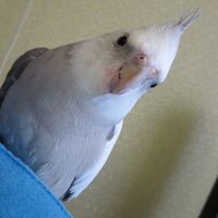 金光英実（韓日翻訳/ヨンシル/オカメインコかぶり♂の母） (@hidemi_k) Twitter profile photo