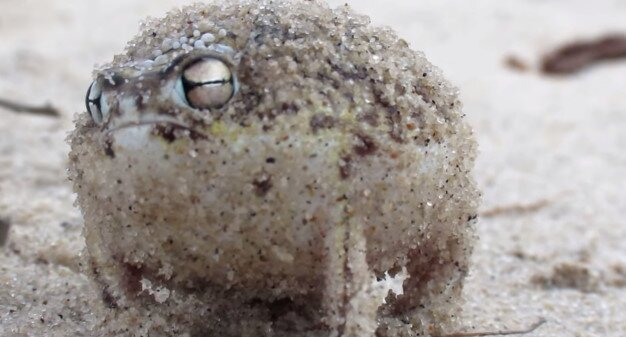 食用カエル Ediblefrogphone Twitter 食用カエル Ediblefrogphone Twitter