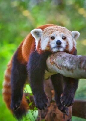 redpanda79's profile picture. I'm 180 lbs. of twisted steel and sex appeal.  My spirit animal is the Red Panda.  Sometimes I say inappropriate things in public.
