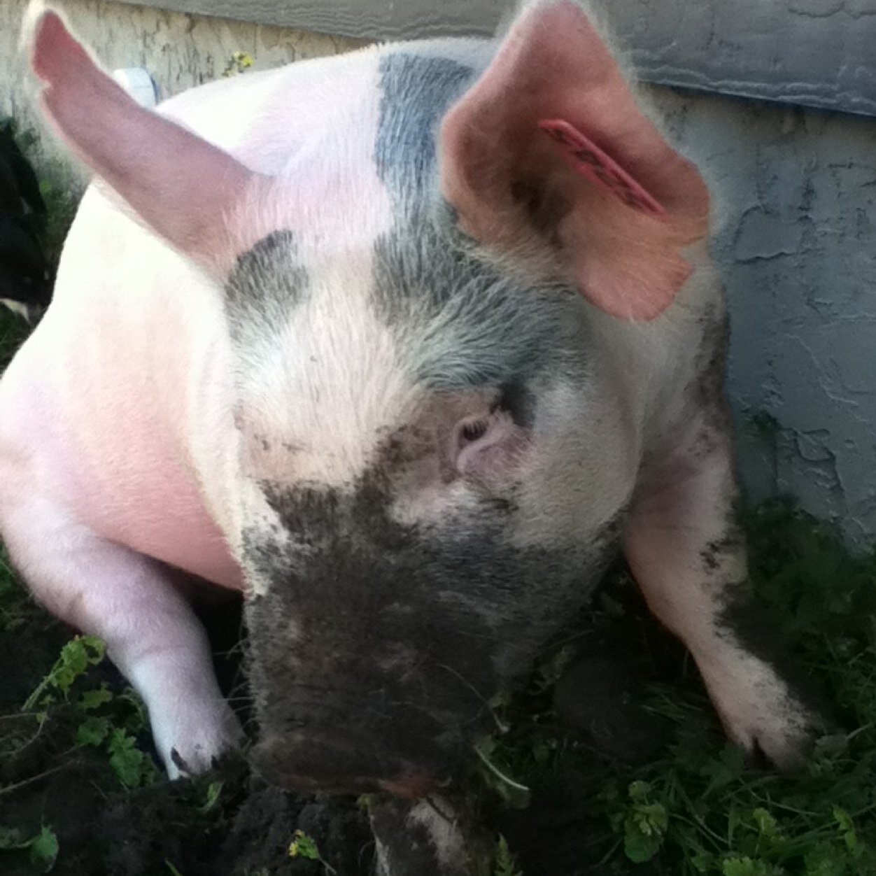 A simple Florida girl that lives in Georgia. Showing pigs is my life.