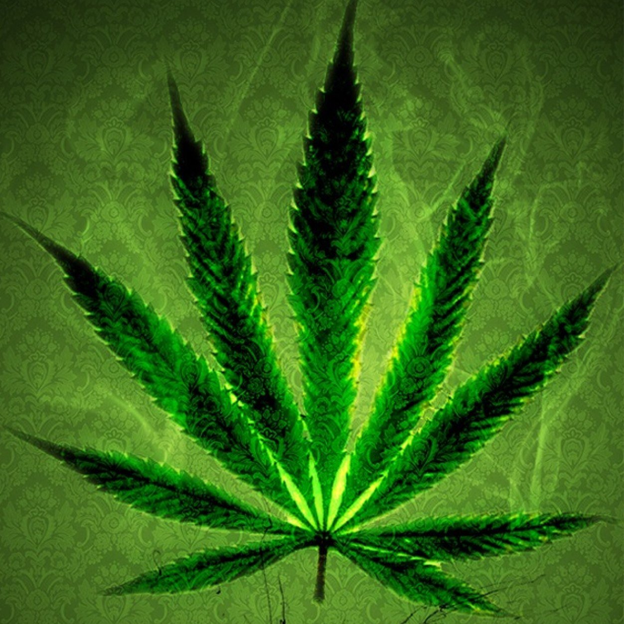 _MarjuanaMavens's profile picture. #MarijuanaMavens #HIGHAFDAILY #Legalize #HeadOfState #THCFamily #KushCapo  #GrowYourOwn #ErrrlGirlsI