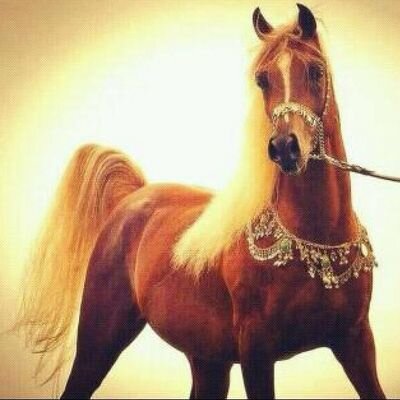 ‏‏‏‏‏‏‏‏‏‏‏‏‏السلام عليكم