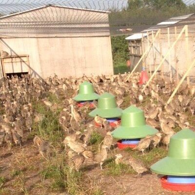 Meadowlands Game Supplies,       Supplier of quality eggs, chicks and poults.