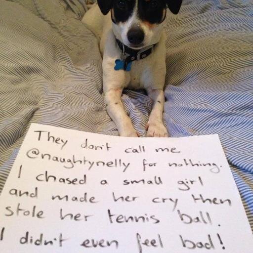 My name is Nelson and I am a naughty Jack Russell...