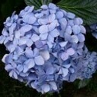 やすべぇ (@yazbee) 's Twitter Profile